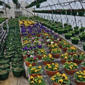 Spring Plant Sale